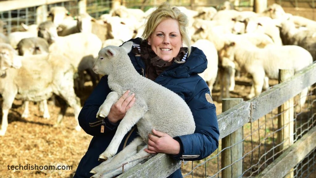Lamb Tail Docking Changes May Cause Farmer Financial Hardship